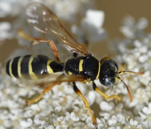 Gorytes quinquefasciatus